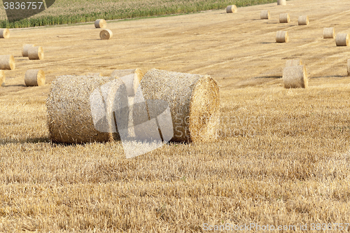 Image of harvest of cereals  