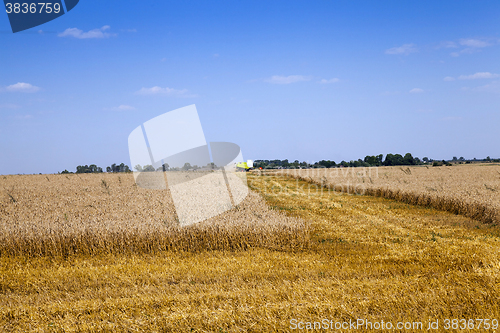 Image of harvesting , the field