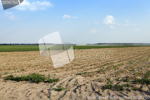 Image of Harvesting onion field  