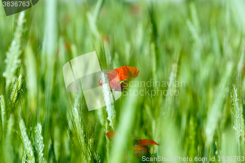 Image of red poppies. summer 