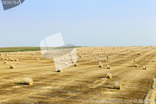 Image of straw after harvest  