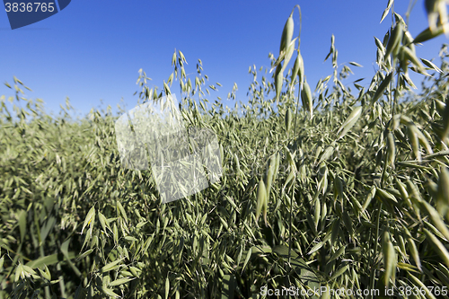 Image of Photo agriculture, Europe  