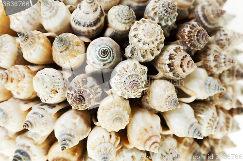 Image of glued together shells  