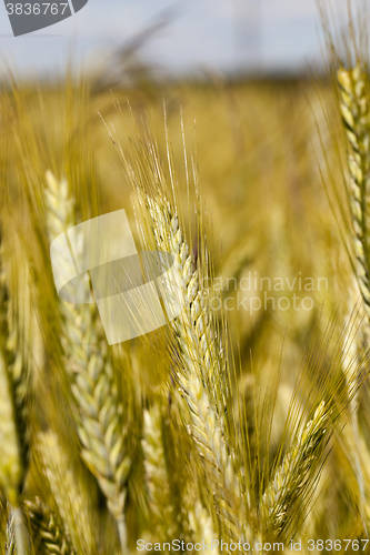 Image of ripe yellow cereals 