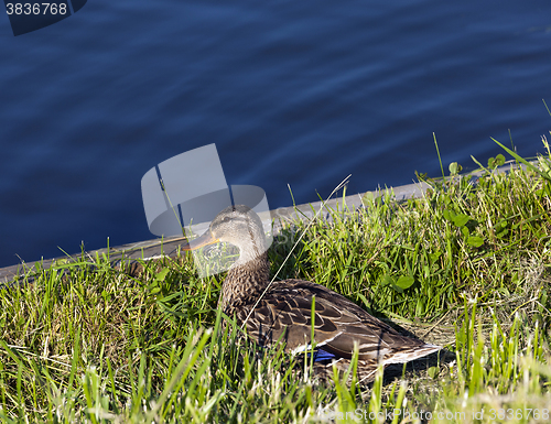 Image of duck on the birch  