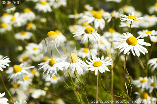 Image of daisies , the spring 