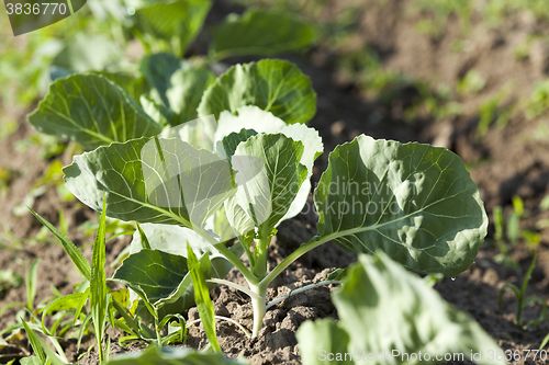 Image of Field with cabbage 