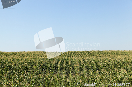 Image of cornfield, blue sky 