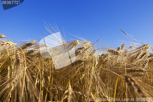 Image of ripe yellow cereals 