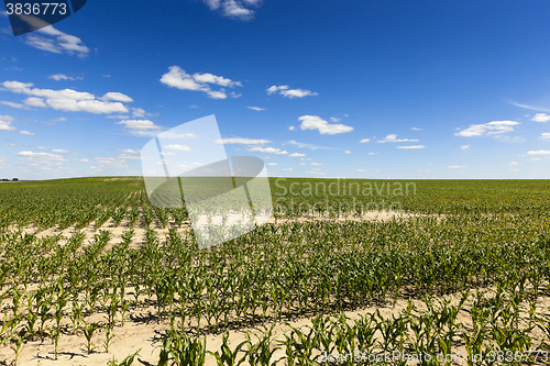 Image of Corn field, summer 