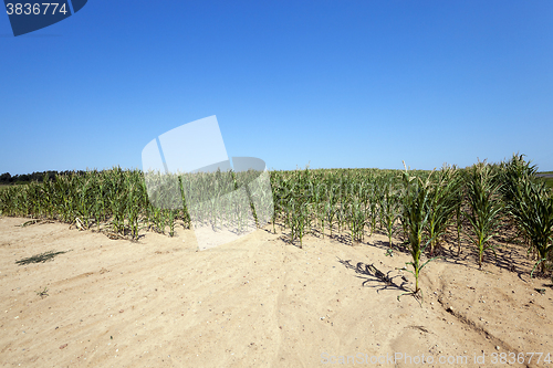 Image of Corn field, summer  
