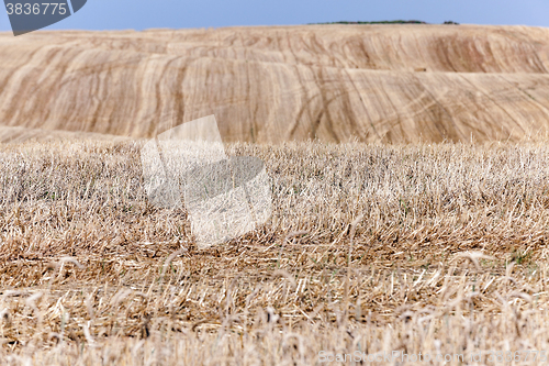 Image of collection of rye crops  