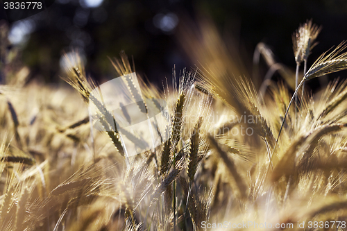 Image of ripe yellow cereals 