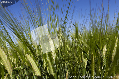 Image of immature grass sky  