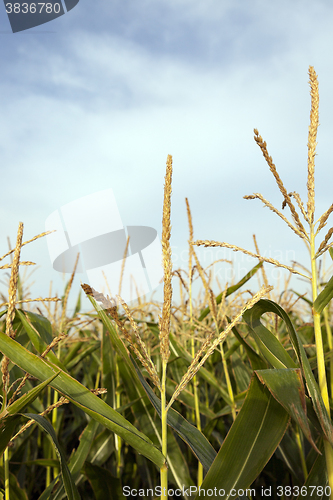 Image of field with corn  