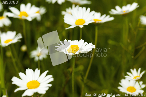 Image of white daisy , flowers.