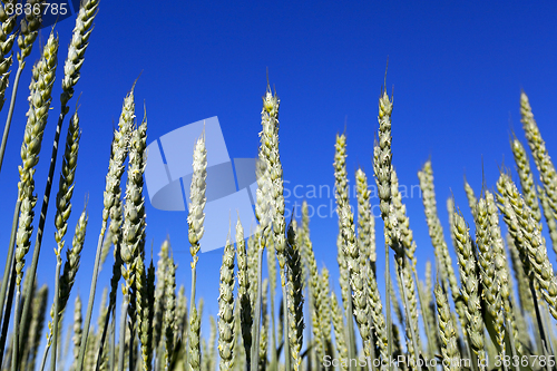 Image of unripe ears of wheat  