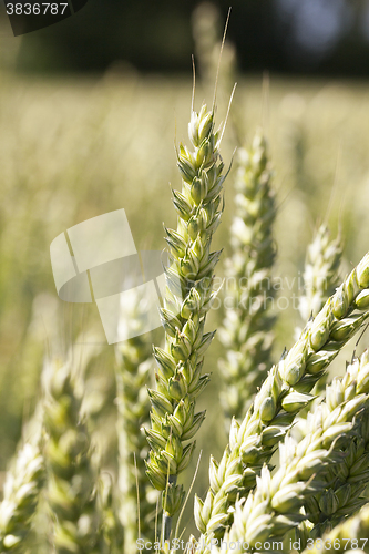 Image of wheat field, tree 