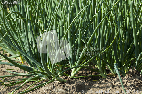 Image of sprouts green onions  