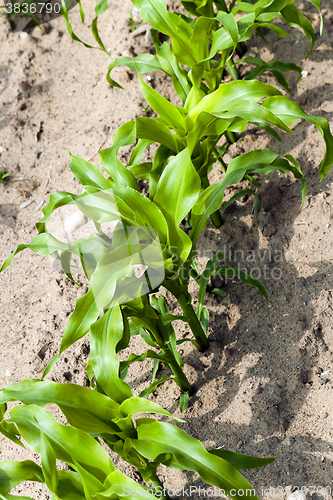 Image of corn plants, spring