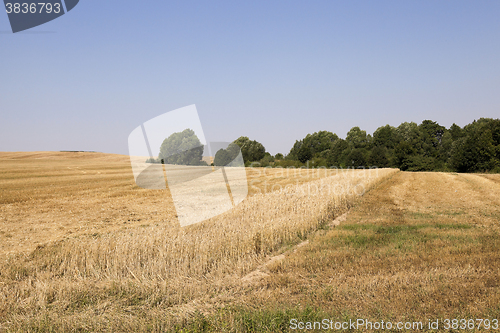 Image of collection of ripe wheat 