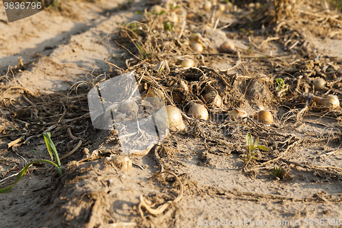 Image of Harvesting onion field  