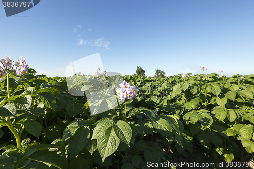 Image of flowering potatoes, close-up  