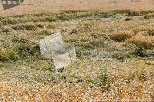 Image of ripe yellow cereals  