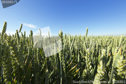 Image of immature grass sky  