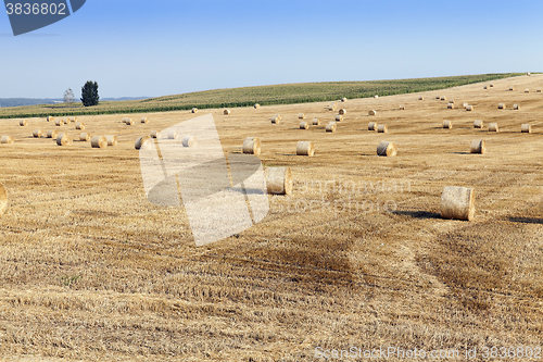 Image of haystacks in a field of straw  