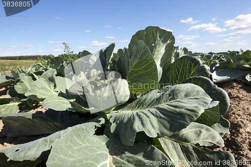 Image of Field with cabbage 