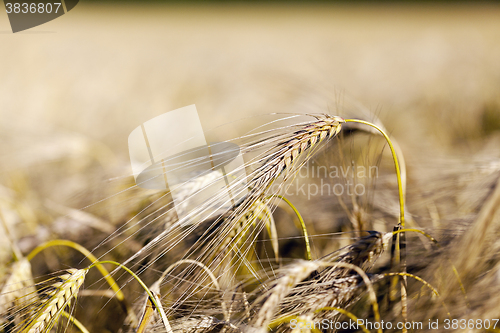 Image of ripe yellow cereals 