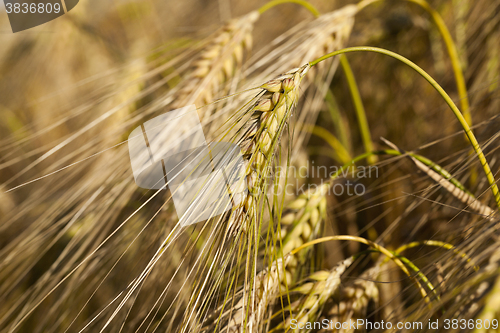Image of ripe yellow cereals  