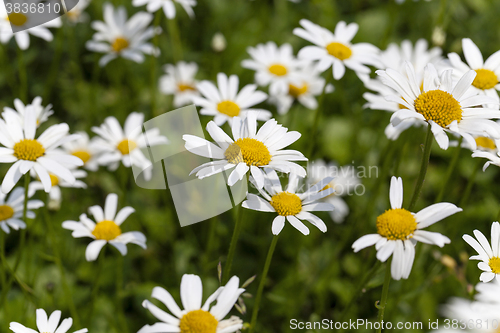 Image of white daisy , flowers.