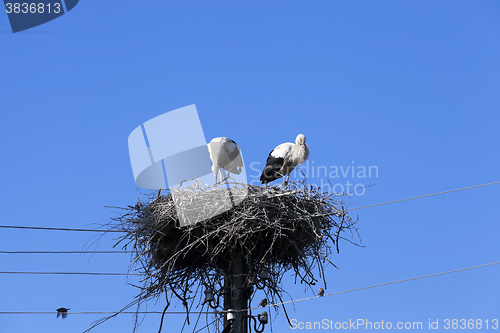 Image of storks in the nest  