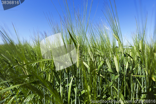 Image of immature green grass  