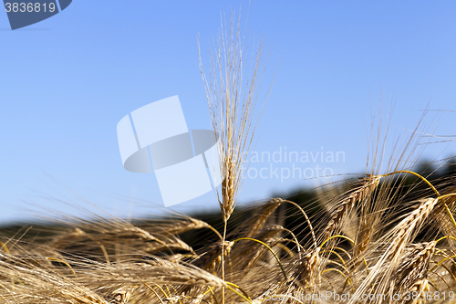 Image of ripe yellow cereals  