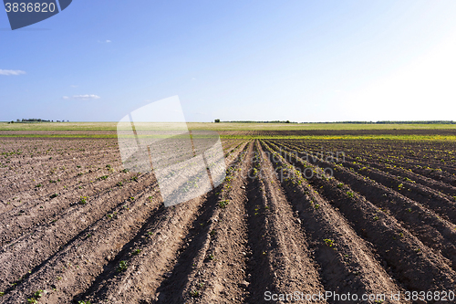 Image of potato field ,  Belarus