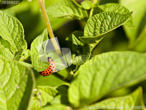 Image of Colorado beetle potato  