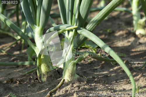 Image of sprouts green onions  