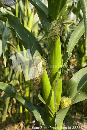 Image of Field with corn  