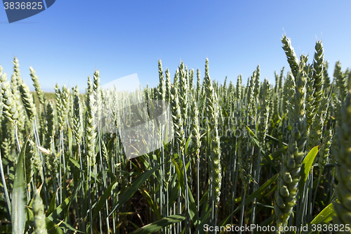 Image of unripe ears of wheat  