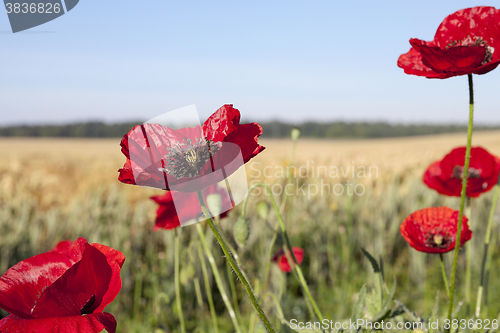 Image of red poppies in a field  