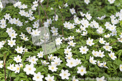 Image of  closeup   spring flowers  