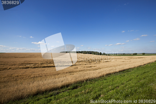 Image of farm field cereals 