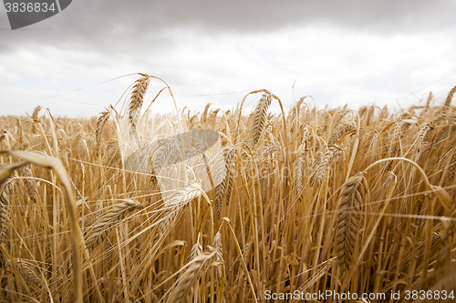 Image of ripe yellow cereals  