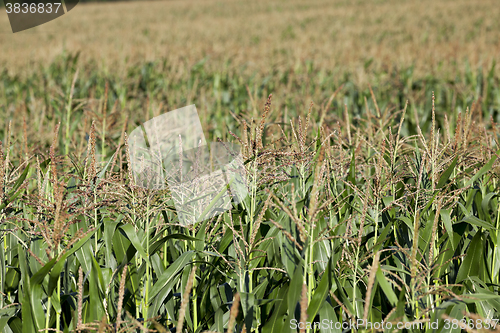 Image of Corn field, summer  