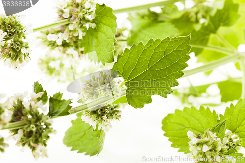 Image of lemon balm, isolated  