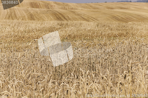 Image of collection of rye crops  