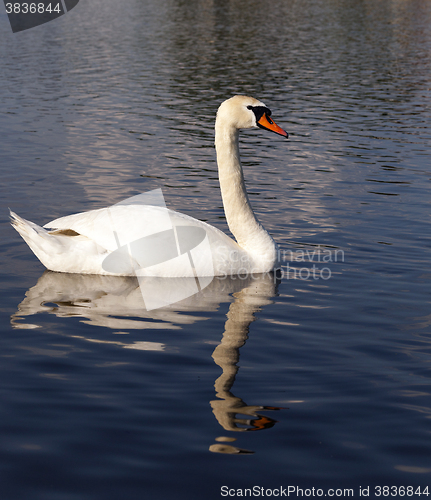 Image of dirty swan lake  